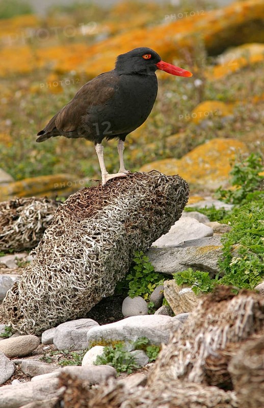 Blackish oystercatcher