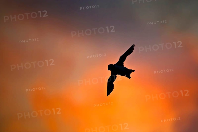 Puffin