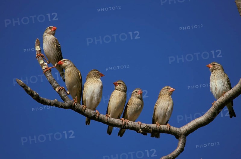 Red-headed quelea