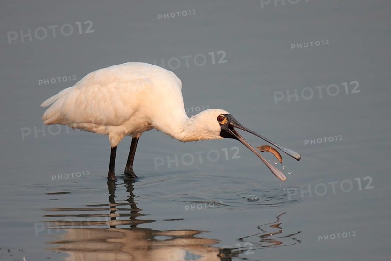 Black-faced black-faced spoonbill