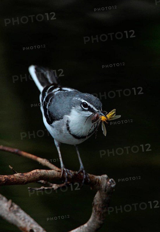 Long-tailed wagtail