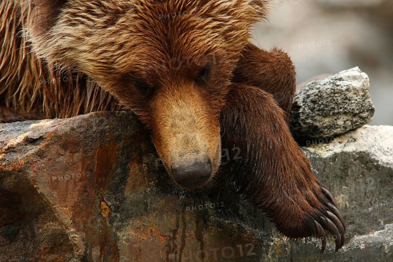 Adult grizzly bear
