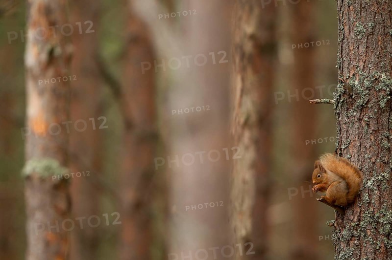 Eurasian red squirrel