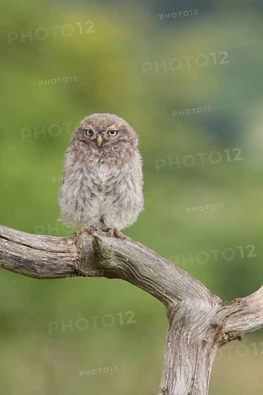 Little Owl