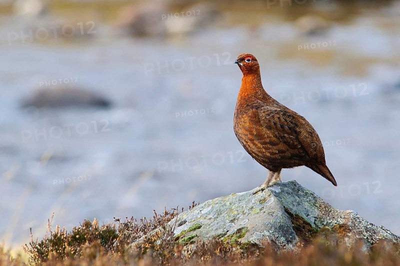 Scottish Grouse