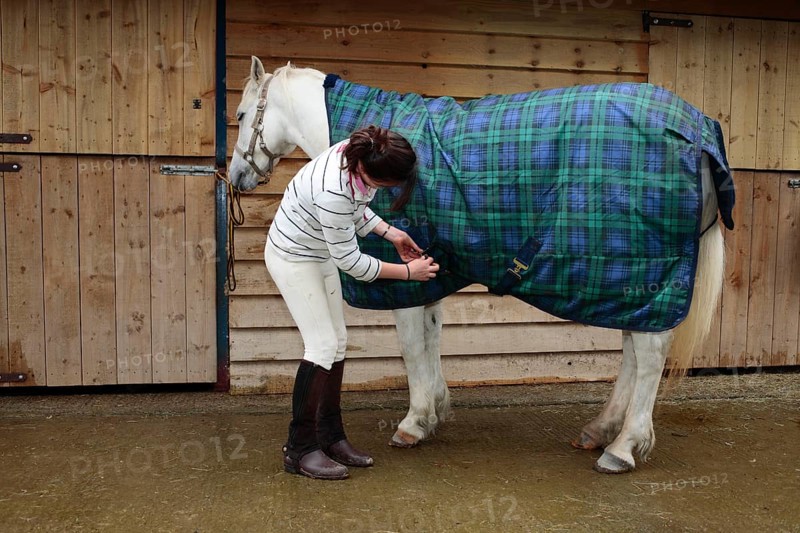 Welsh pony