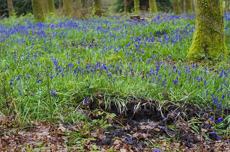 Endymion hyacinth