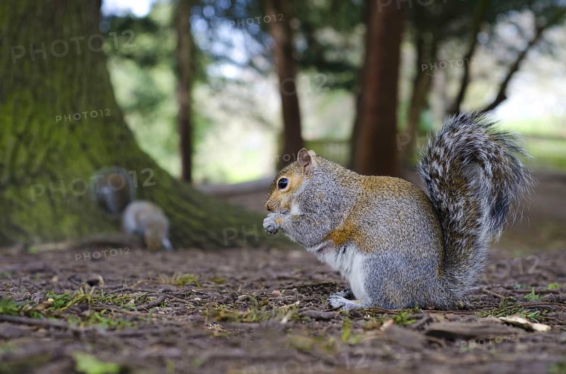 Eastern eastern gray squirrel