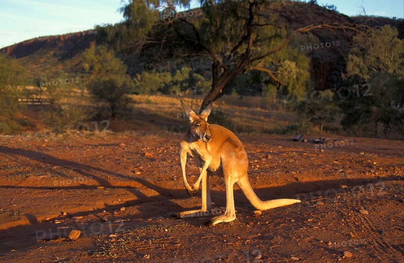 Red kangaroo