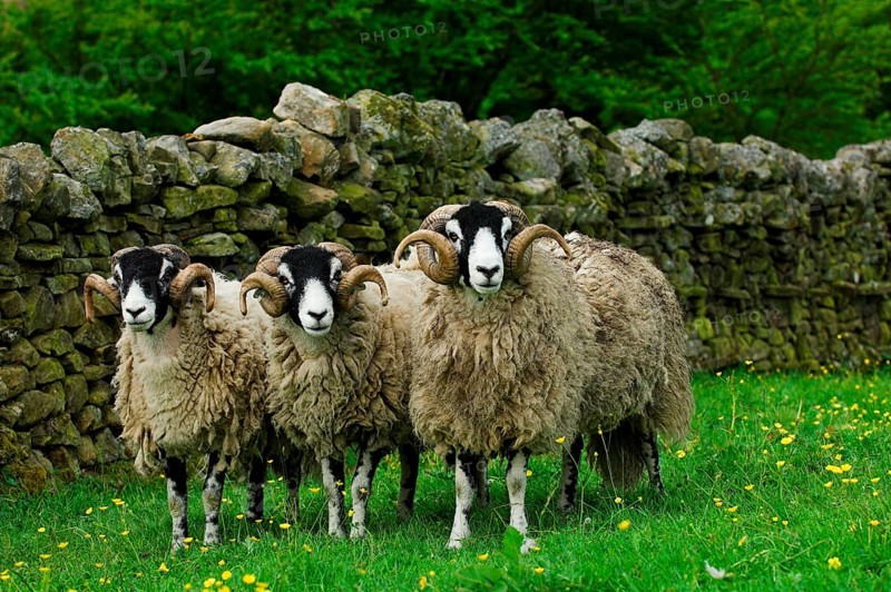 Domestic Sheep