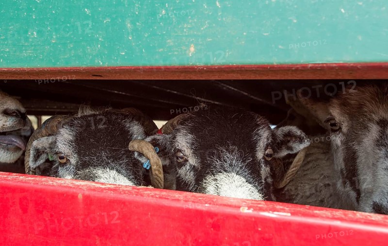 Sheep farming