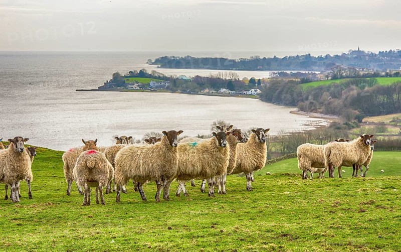 Domestic Sheep