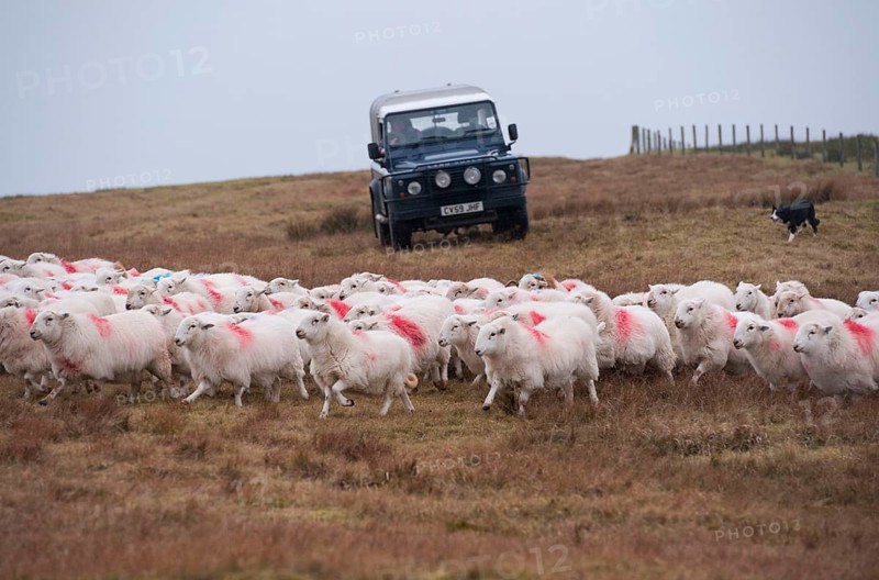 Domestic Sheep