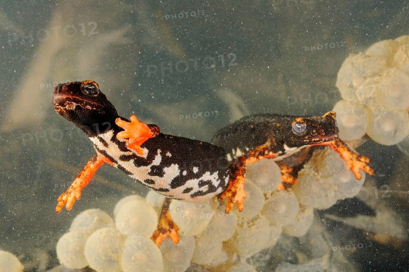 Spectacled salamander