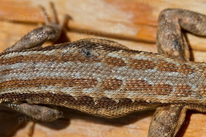 Spiny Lizard