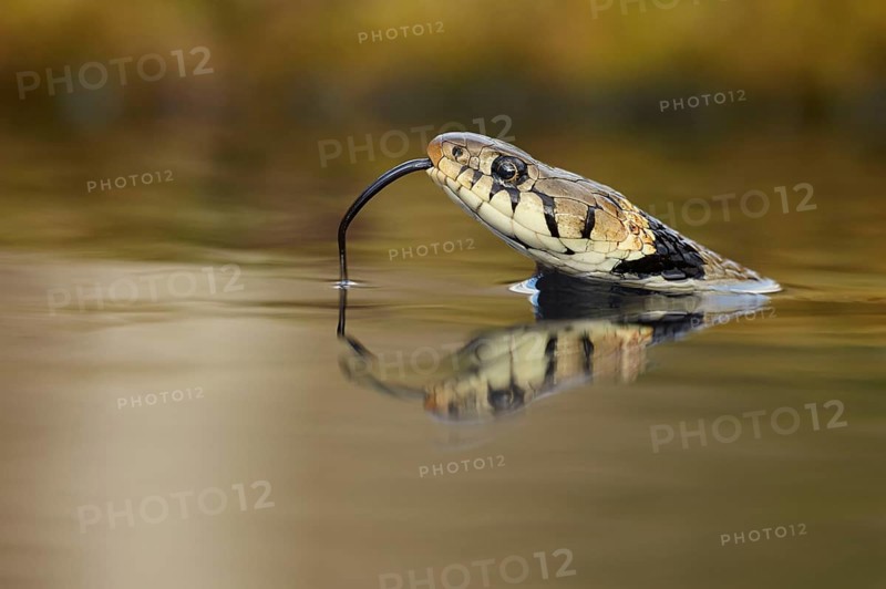 Grass Snake