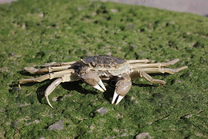 Chinese Mitten Crab