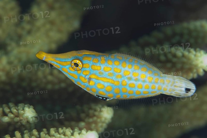 Pallet Filefish