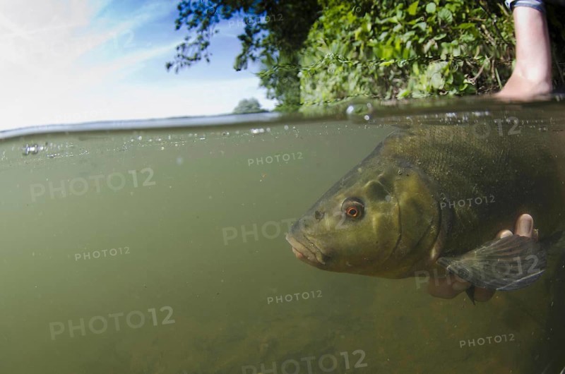 Tench