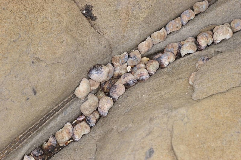 Small Periwinkle