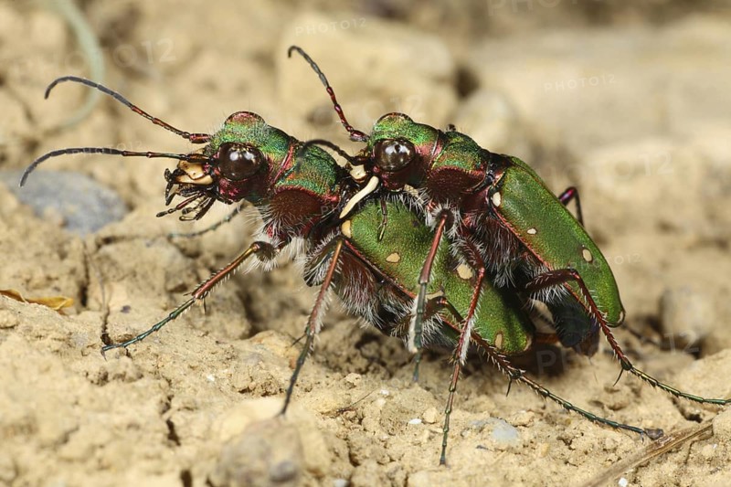 Green tiger beetle