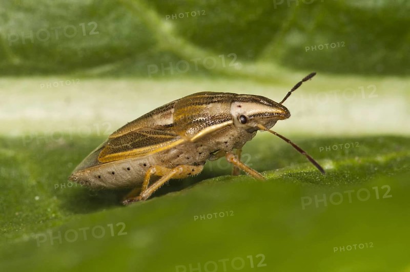 Conebug