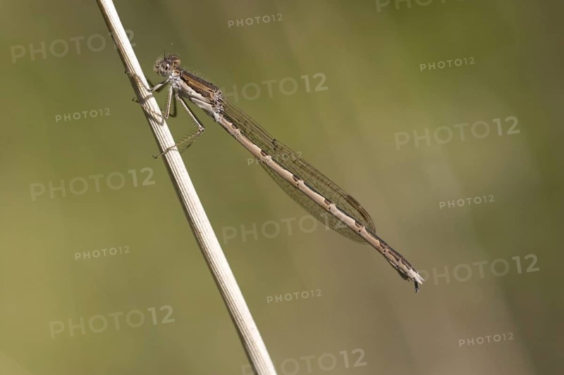 Common winter damselflies