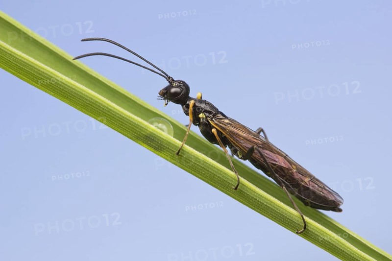Stem Sawfly