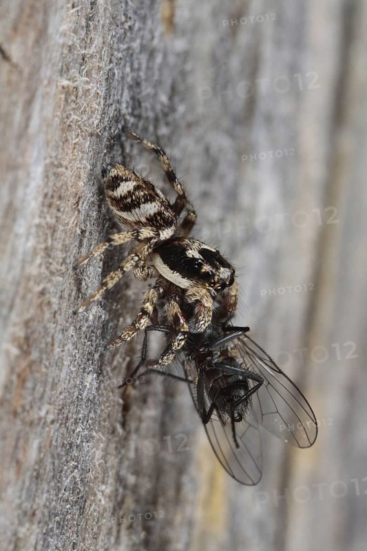 Zebra spider