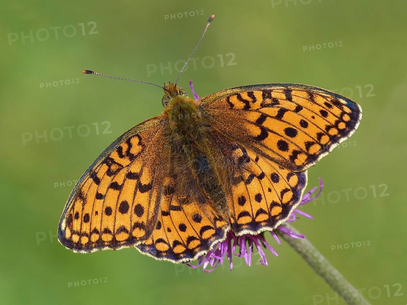 Niobe Fritillary