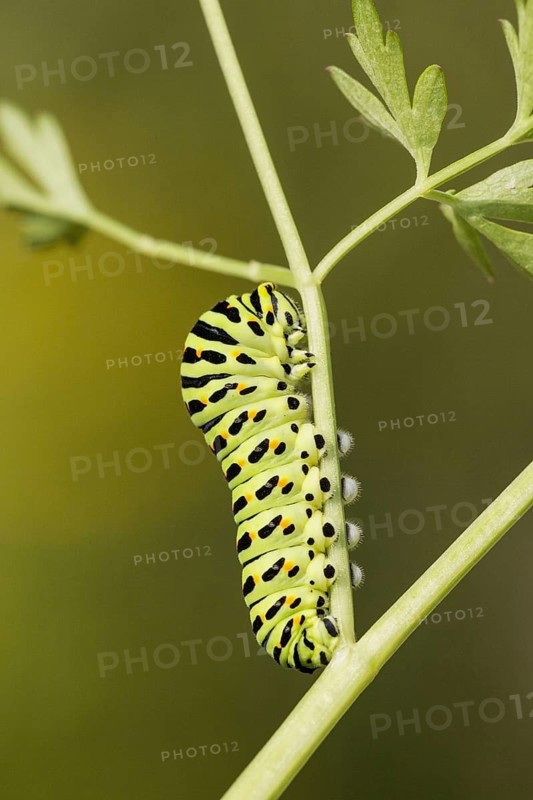 Swallowtail