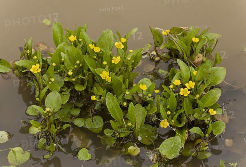 Adder's tongue spearwort
