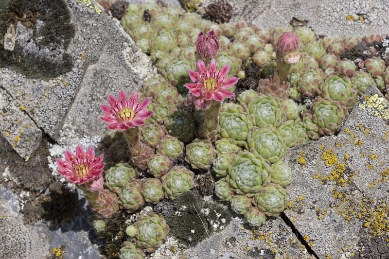Arachnoideum