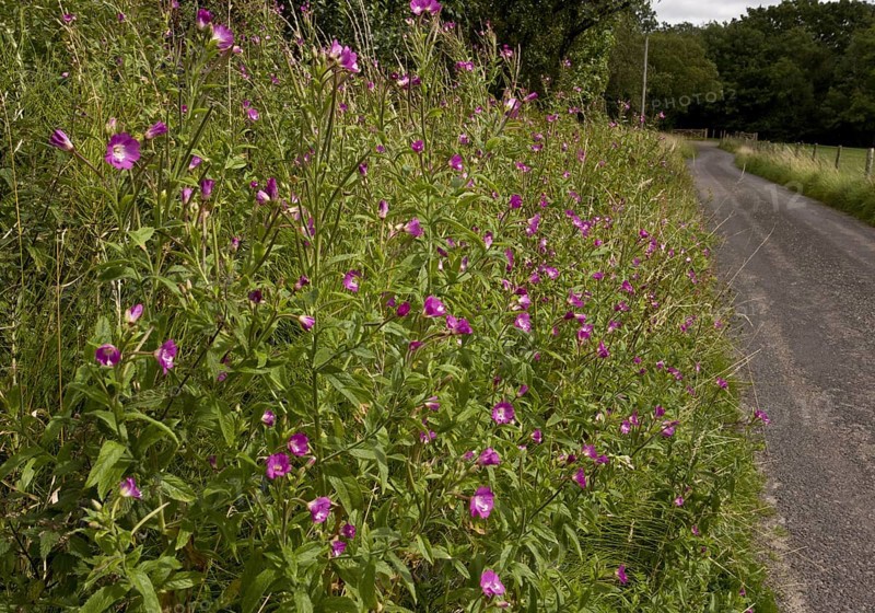 Great Willowherb