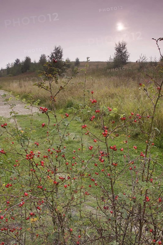 Dog Rose