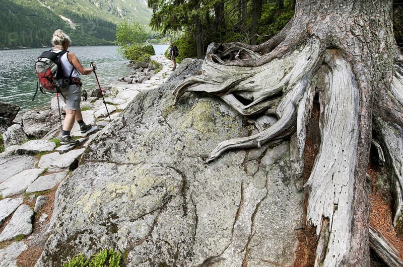 Roots of stone pine