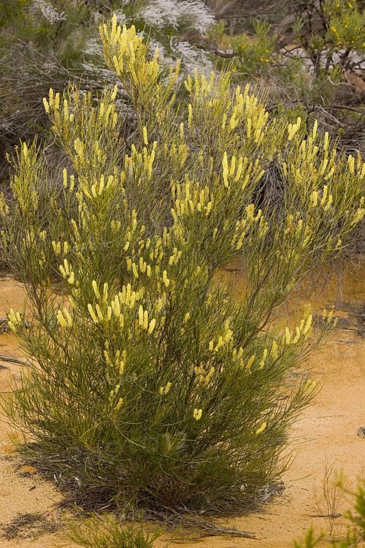 Grevillea