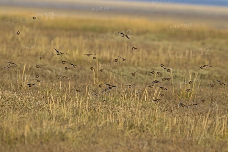 Twite