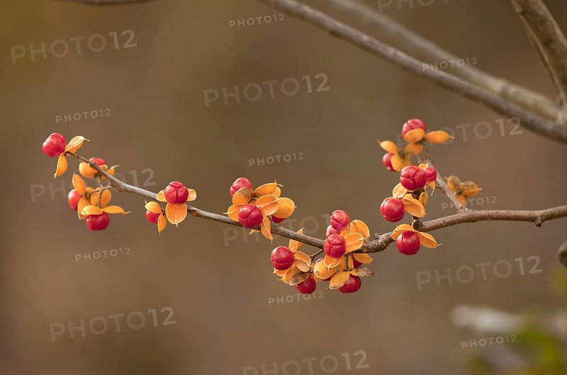 Oriental Staff Vine