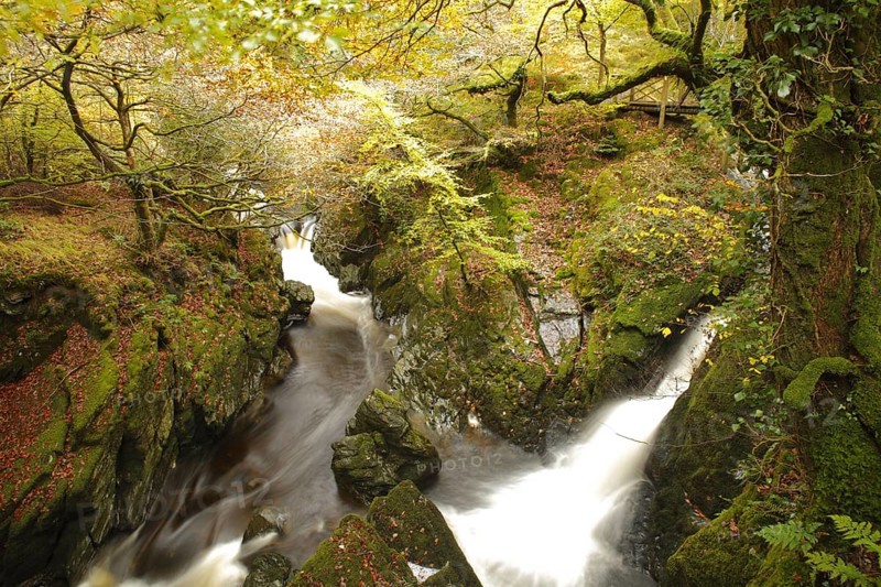 Waterfalls on river in woodland habitat