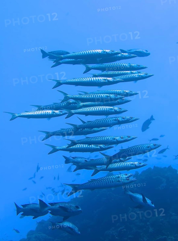 Shoal