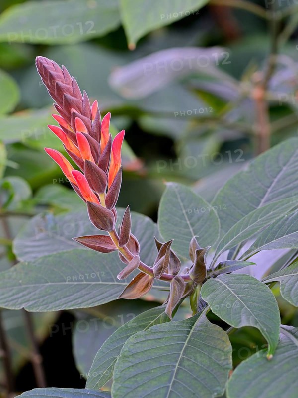 Divorced Aphelandra