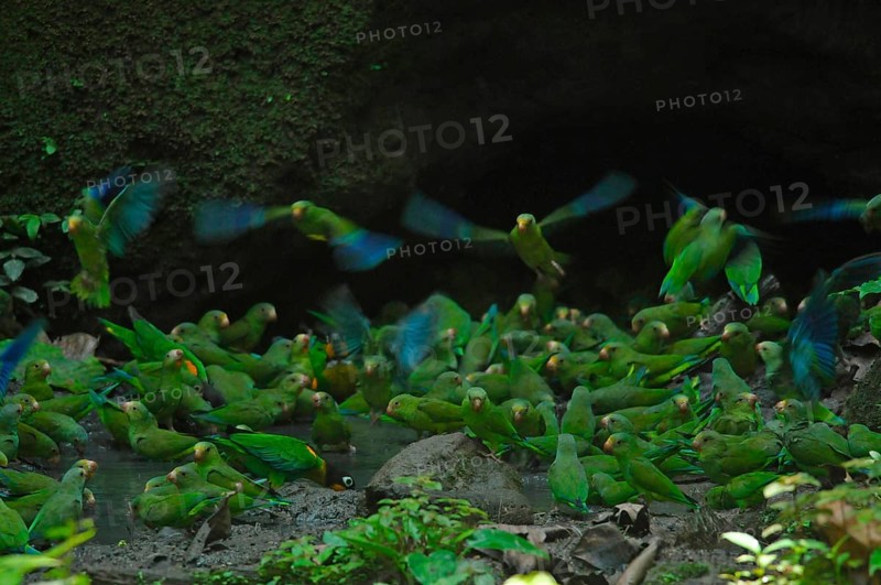 SKobalt-winged Parakeets and Golden-cheeked Parrots