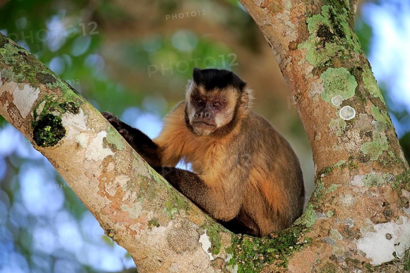 Brown Capuchin