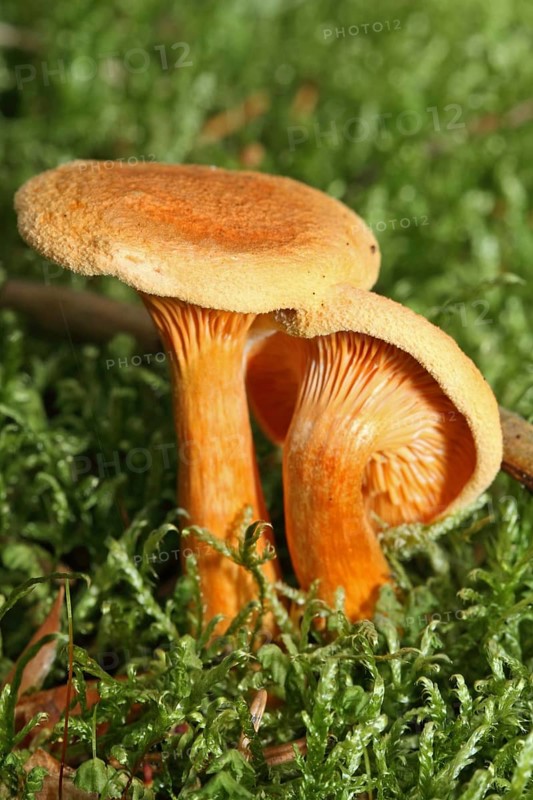 False chanterelle