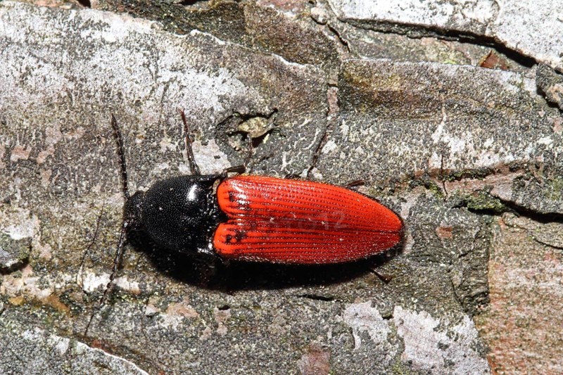 Blood red click beetle