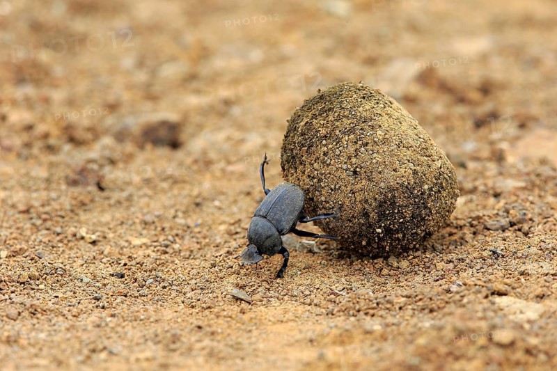 Dung beetle