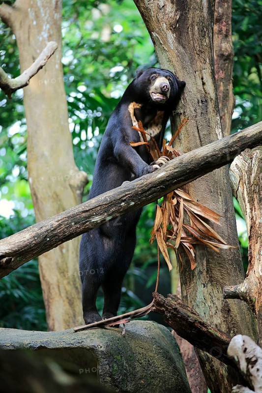 Sun bear