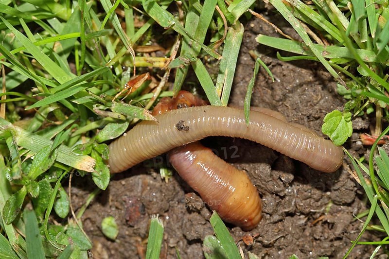 Earthworm