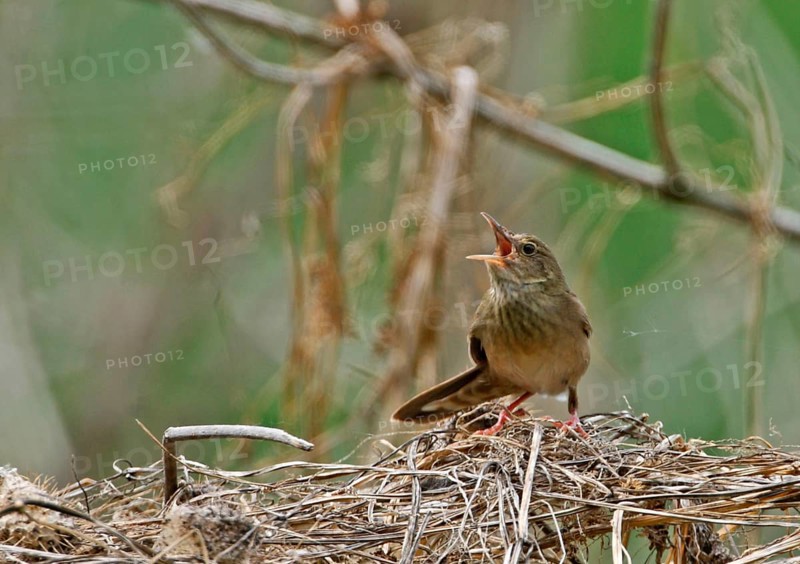 River Warbler